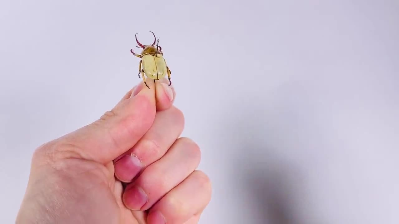 標本 Kenia Stephanocrates dohertyi 48mm 標本 Kenia Stephanocrates