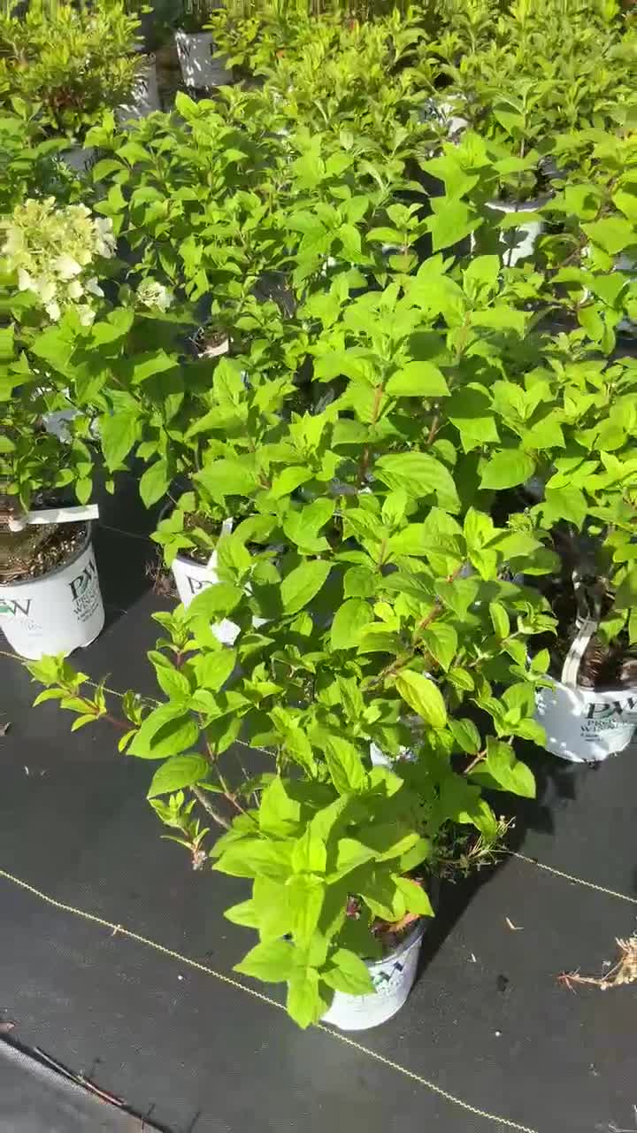 Limelight Hydrangea Paniculata | 3 Sizes to Choose | Free Shipping! video poster
