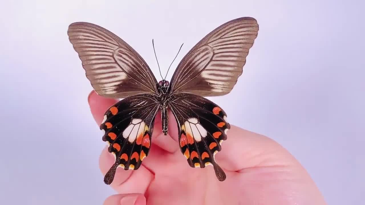 Papilio Alphenor Ledebouria Butterfly for Insect Artwork