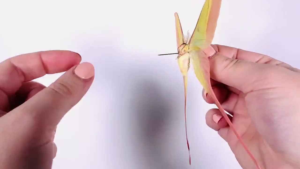 Actias dubernardi まとめて4♂セット Actias dubernardi Chine (CN) - 野生捕獲 - チャイニーズムーン