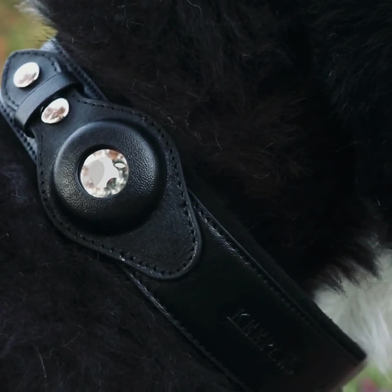 Collier pour chien compatible avec Air Tag Réglable en cuir de