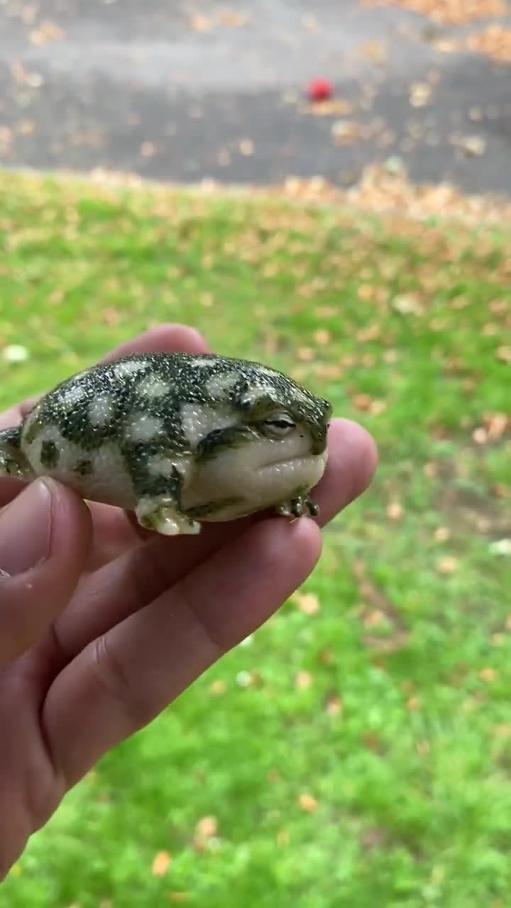Baby Desert Rain Frog Figurine Angry Squeaker Frog 