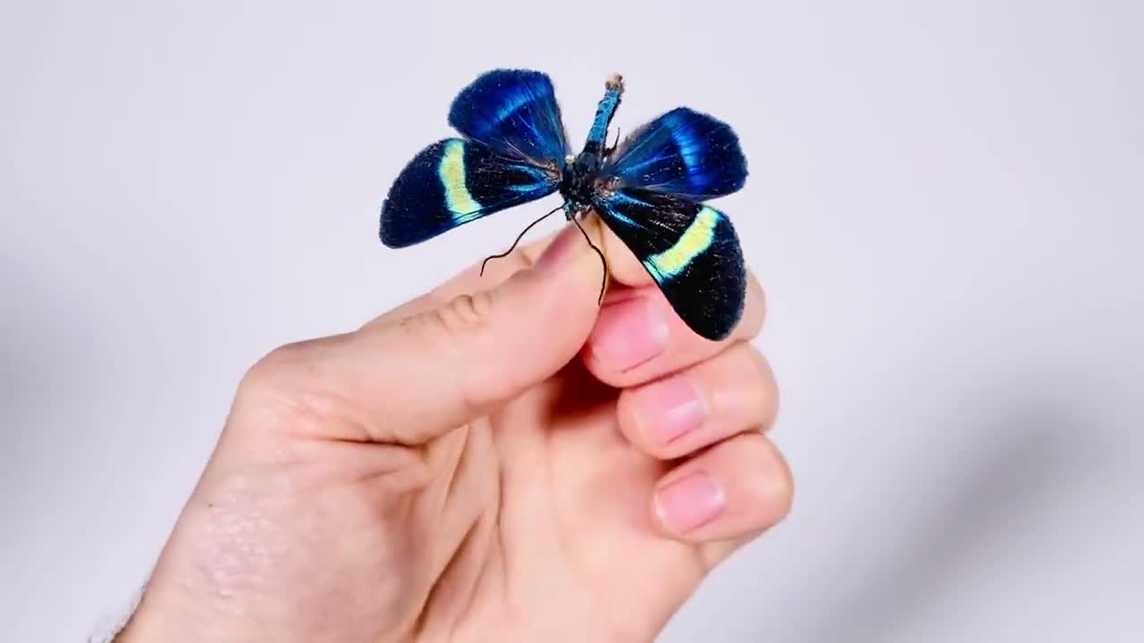 Milionia delicatula インドネシア - 剥製アートプロジェクト