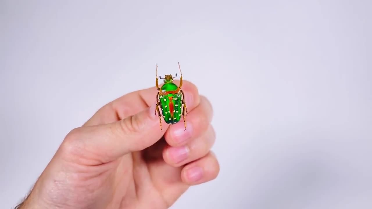 Stephanorrhina Julia Male Cameroon (CM) - Wild Caught - Rainbow