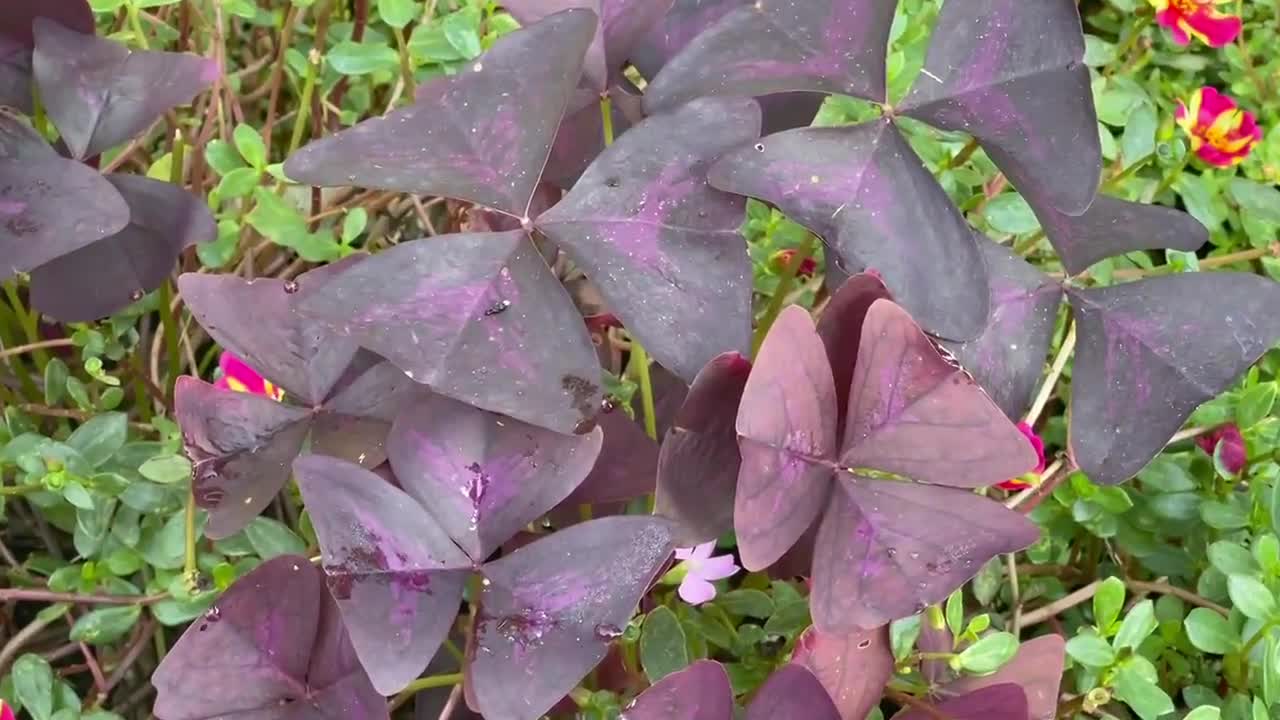 Oxalis Triangularis Wood Sorrel (Purple Shamrock) (Bulb/Not Plant) - US  Seller!