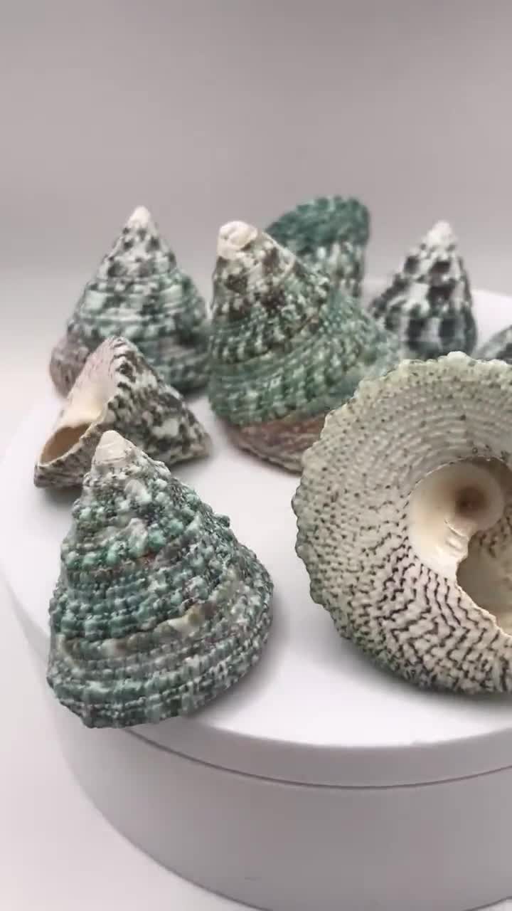 GREEN TROCA Seashells - Natural Cone Shaped Shells - Hermit Crab Shell - Seashell Supply video poster