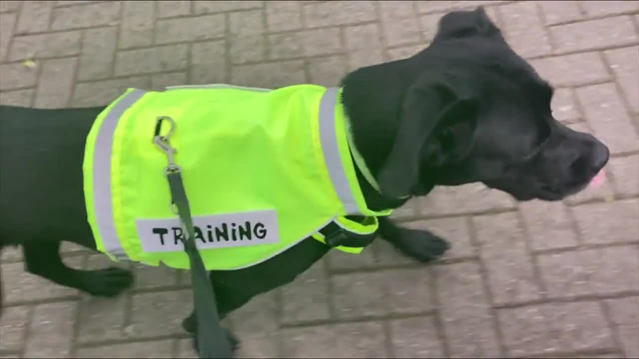 Cartamodello per gilet di sicurezza SPARKIE + PawPATCH bundle, gilet riflettente per cani, 6 taglie XS–XXL, lunghezza schiena 25–85 cm (9,8–33,5"). pdf video poster