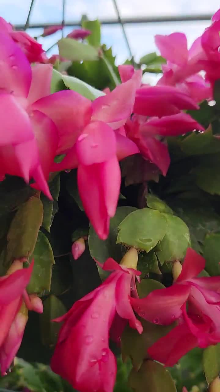Thor Keri/kiri Schlumbergera Truncata - Holiday Thanksgiving