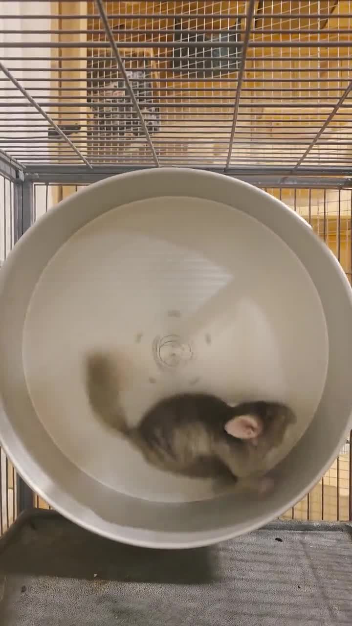 Rueda de ejercicio de aluminio de 30 cm para jerbos y degús Rodineo – Juguete de ejercicio ancho y silencioso video poster