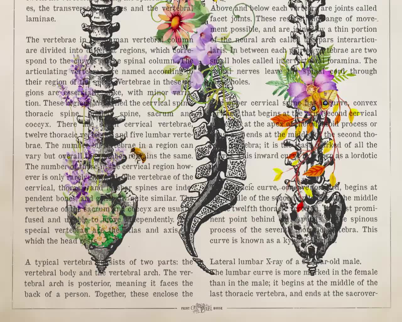 Vertebral column Anatomy Flowers Print, Chiropractor Gift Idea, Anatomical  Vertebral column, Neurosurgeon Art, Orthopedic Office decor