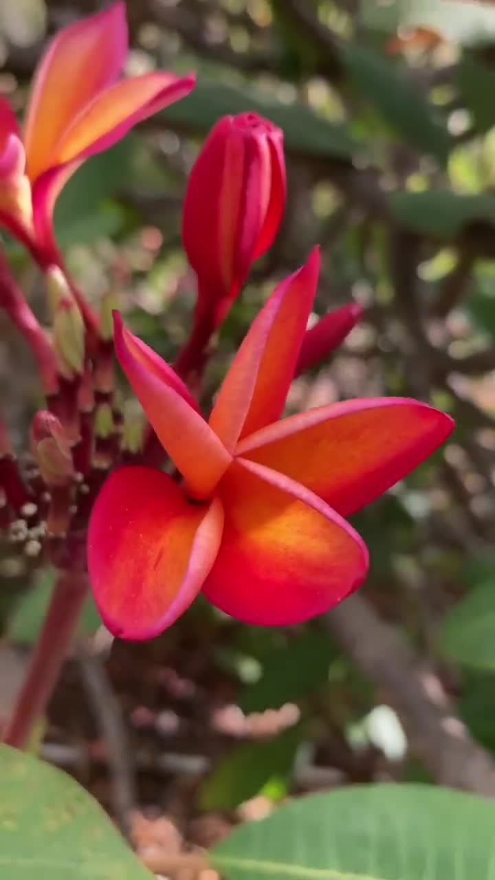Plant in a Box - Plumeria Frangipani Violet - Hawaii - Plante d'intérieur tropicale - Fleurs très parfumées - Pot 17cm - Hauteur 55-70cm