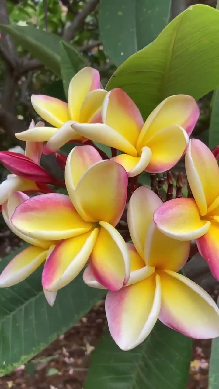 Rainbow Nebel's Plumeria Cutting 10-12 Inch Unrooted - Etsy