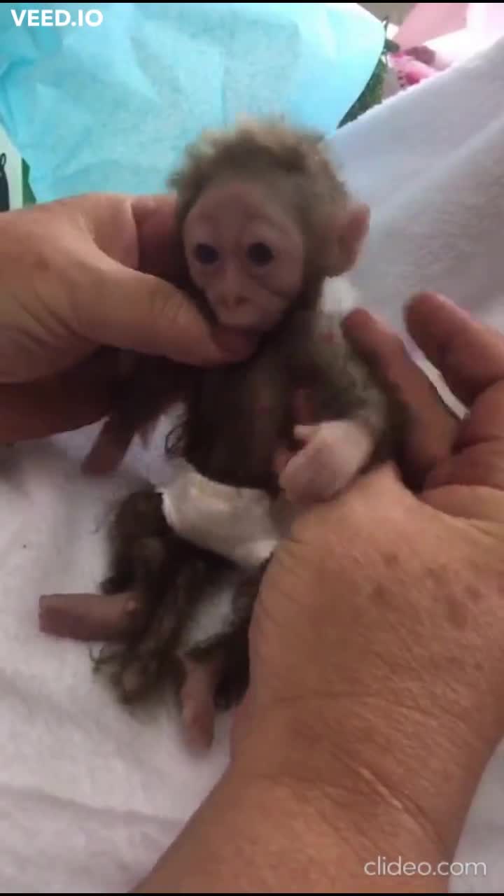 Cute Baby Chimpanzee Compilation, image size:720x1280