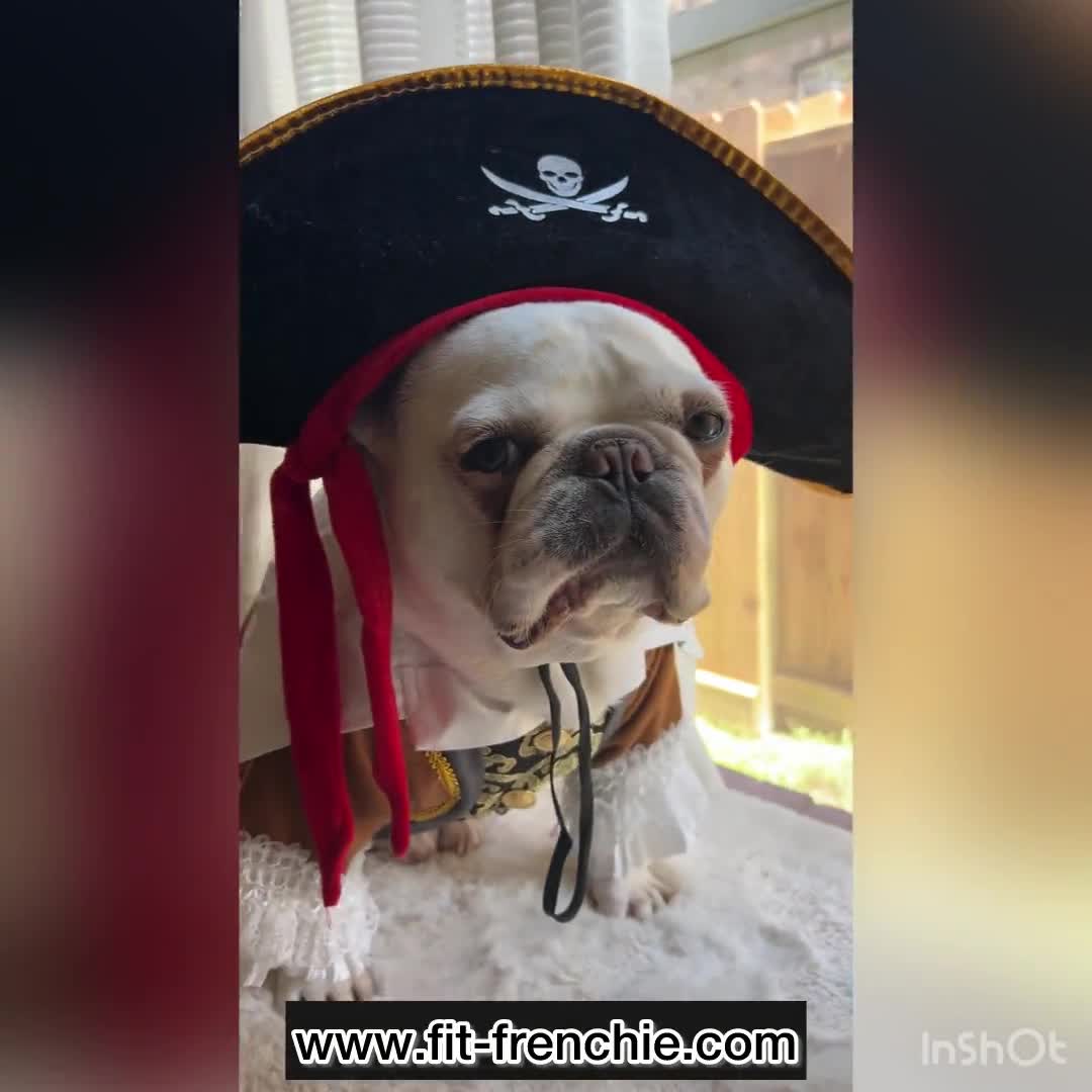 Costume Da Pirata Per Cani E Gatti – Divertente E Morbido, In Poliestere, Per Halloween, Natale E Feste, Taglia M, Adatto A Piccole E Medie Taglie