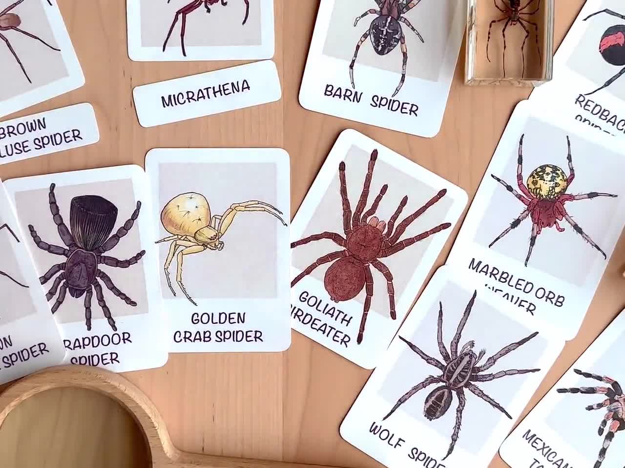 Spider Anatomy Flashcards