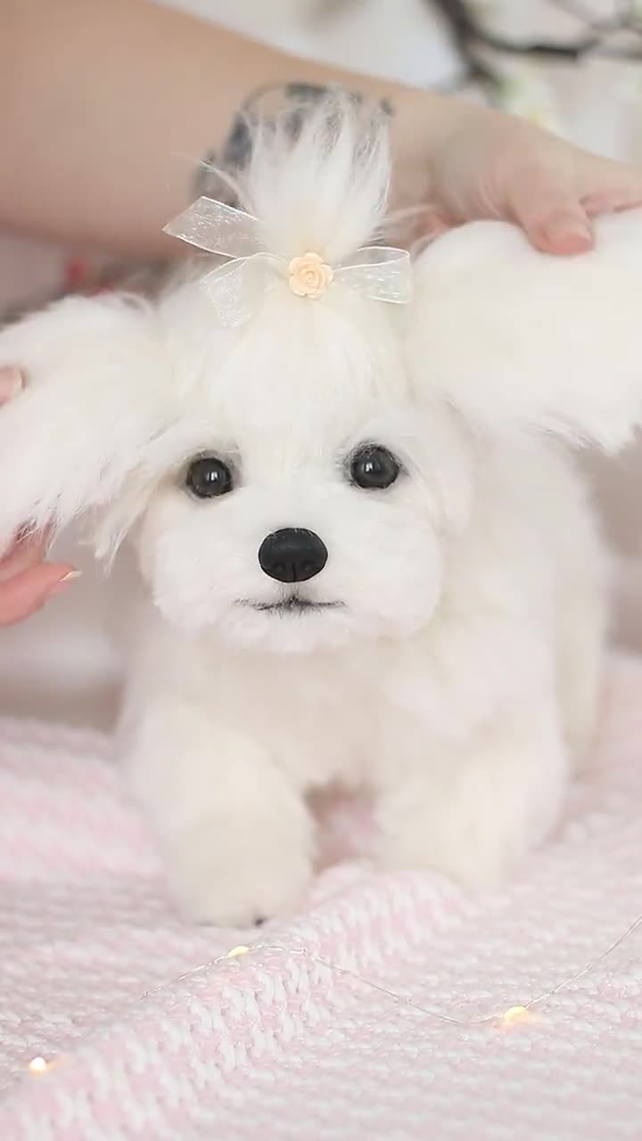 リアルなマルチーズの子犬のぬいぐるみ：ソフトスカルプチャーペット
