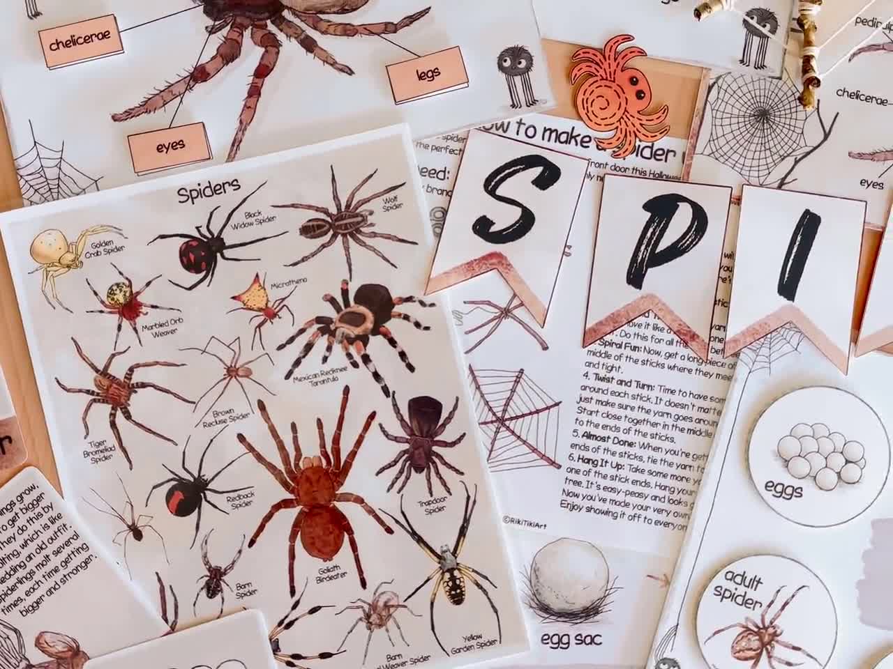 Spiffy Spiders, Lesson Plans - The Mailbox