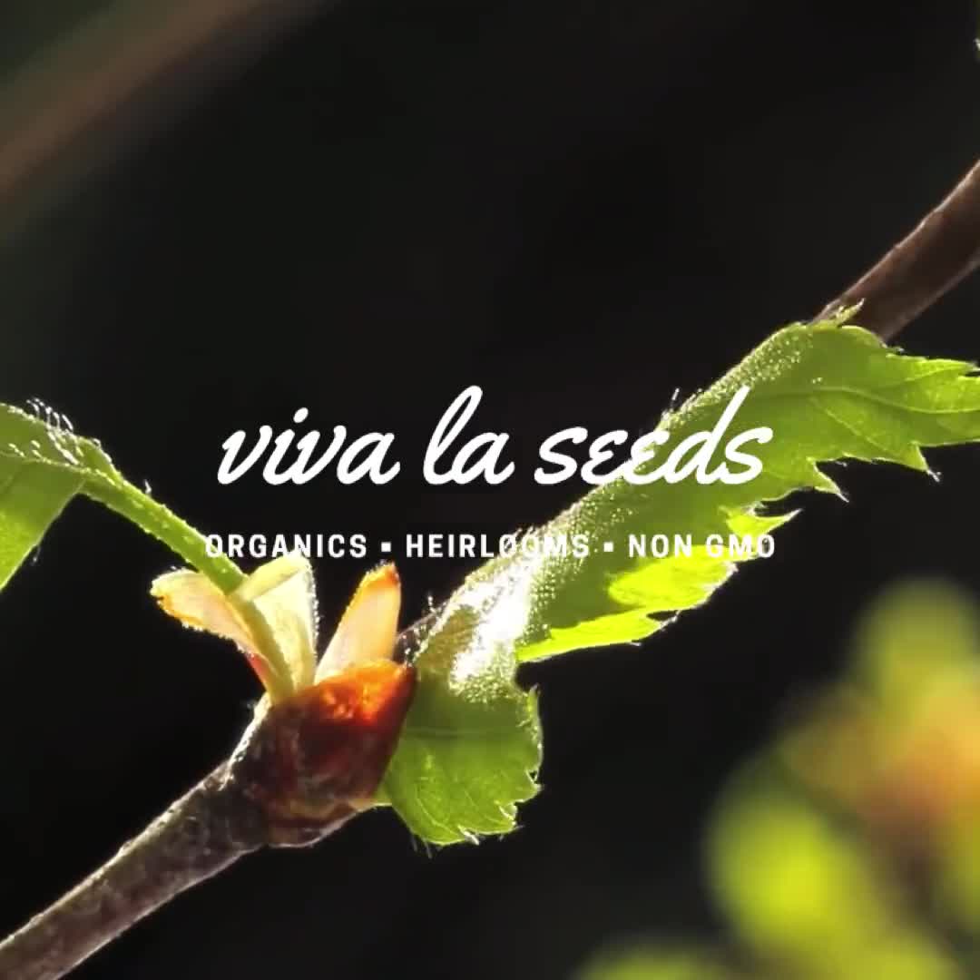 Salvia, Escarlata / 100 Semillas / Hierba reliquia / Planta medicinal / Flores rojas / Flor fragante / Salvia coccinea video poster