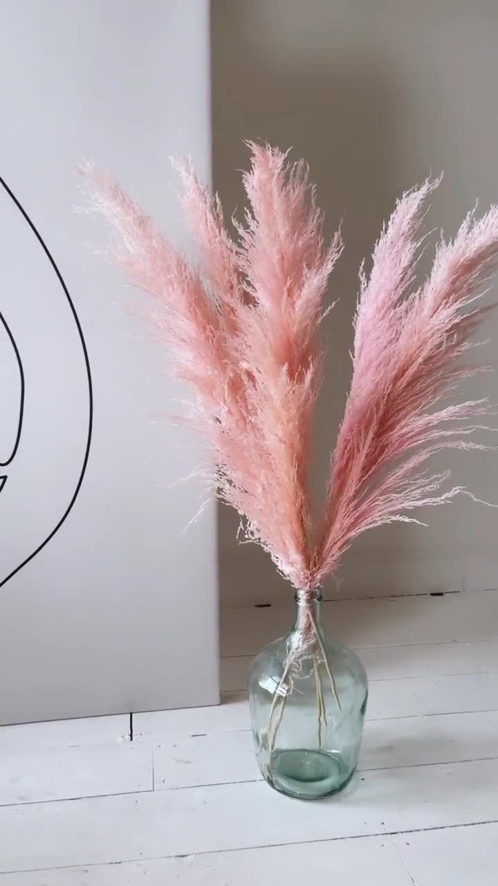 Dried Tall and Fluffy Pink Pampas Grass - UK - Kiss My Pampas