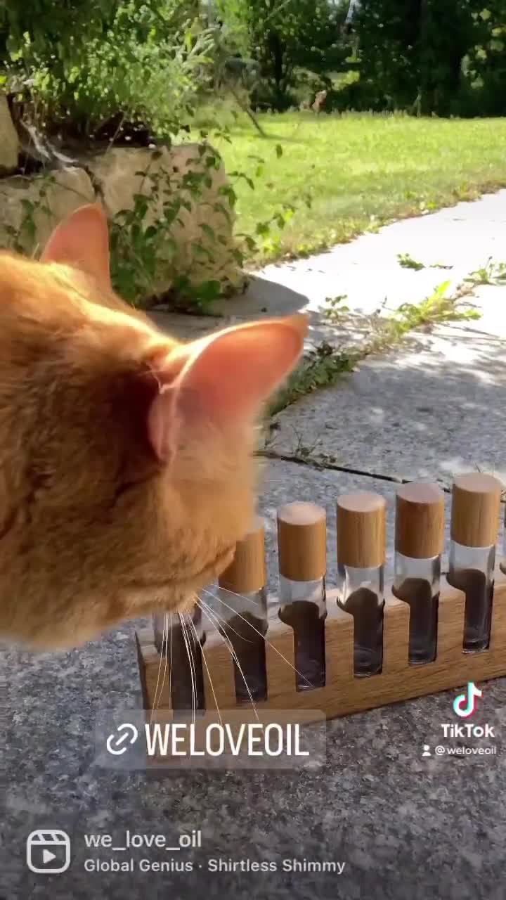 7-piece oil organizer stand for doTERRA oils, wooden holder for oil bottles, 10ml essential oil bottle holder + glass vase video poster