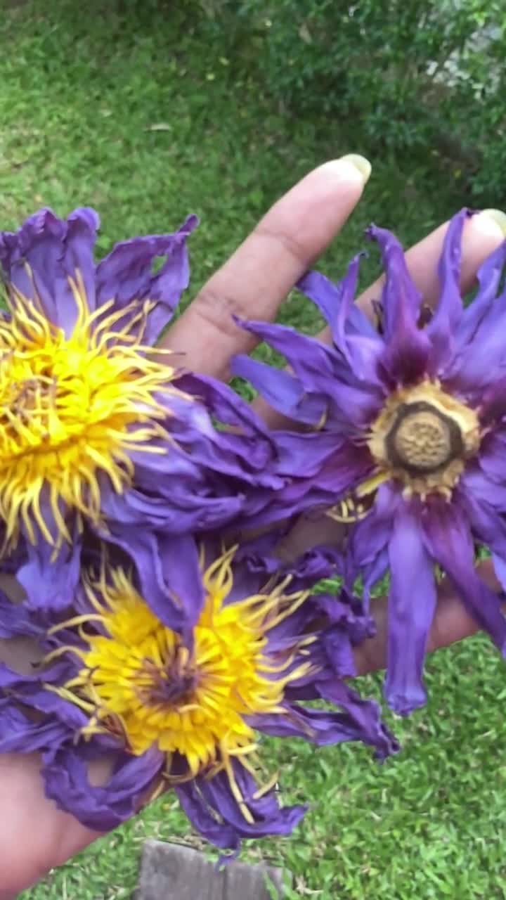 Wholesale Dried Blue Lotus Flowers (nymphaea Caerulea