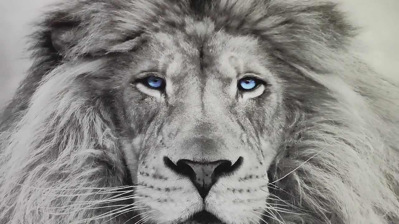 black and white lion face photography