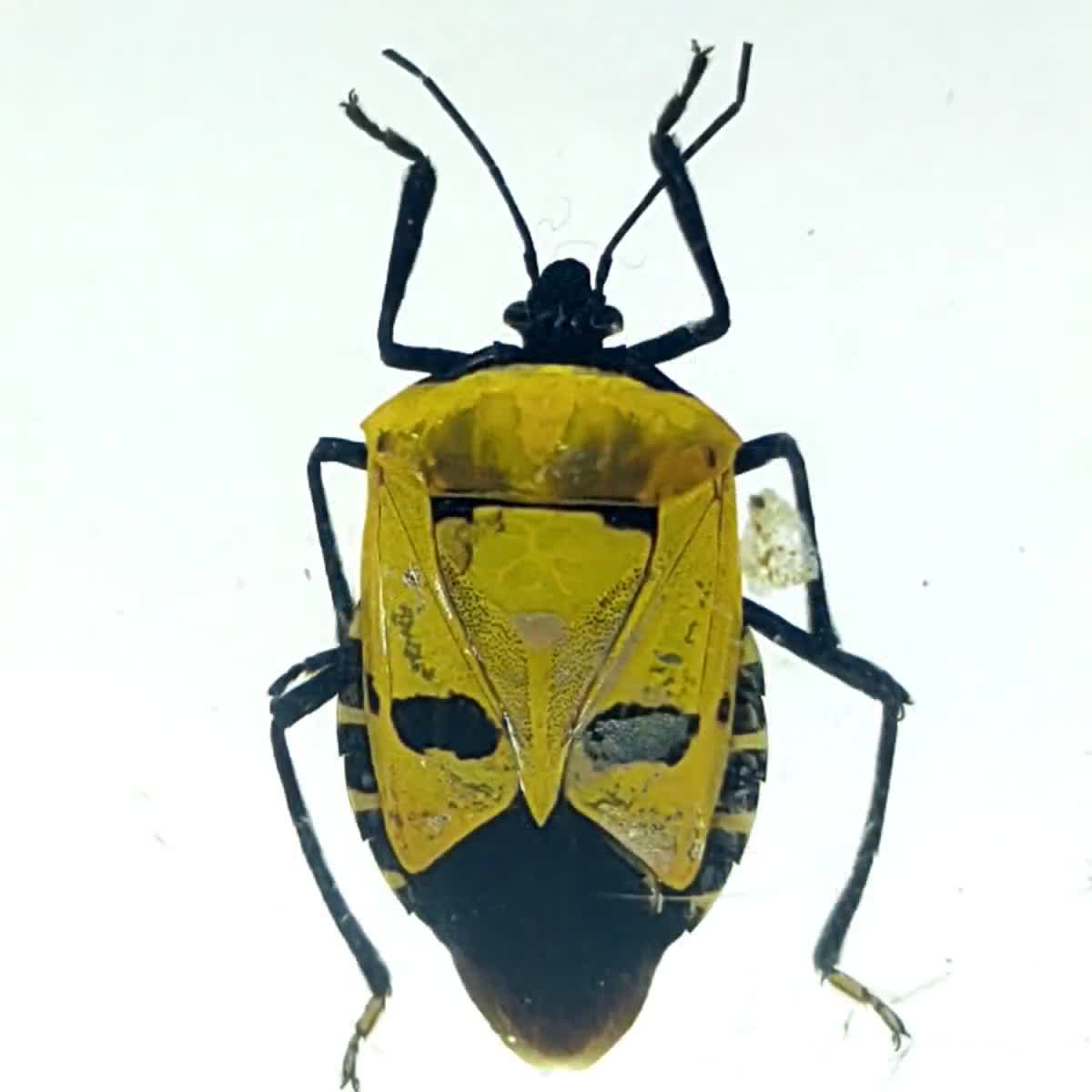 Esemplari Insetti Educativi Insetti In Resina - Collezione Didattica 20 Pezzi Per Studio E Decorazione Resina Educativa