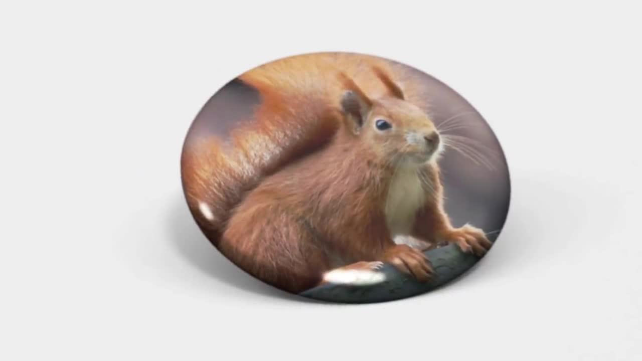 Squirrel Fridge Magnets Or Pinback Button Pins Set Of 6 Size 1.25