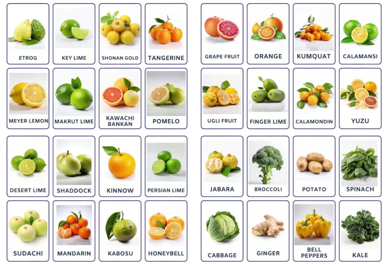 32 Citrus Fruits and Vegetables Flashcards, Kids Printables