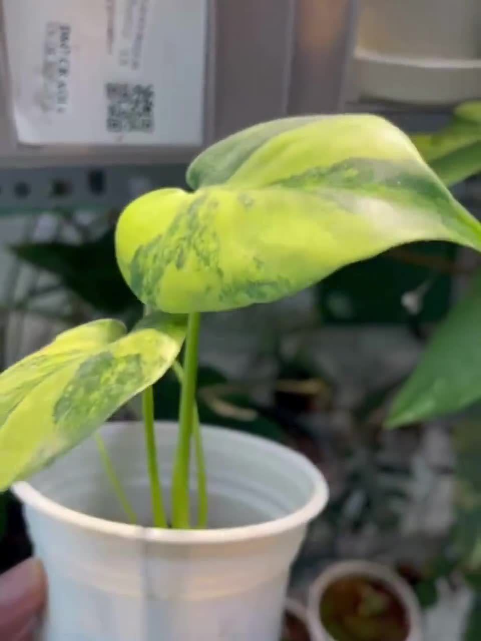 Monstera Deliciosa Yellow Marilyn, Well Yellow Marilyn