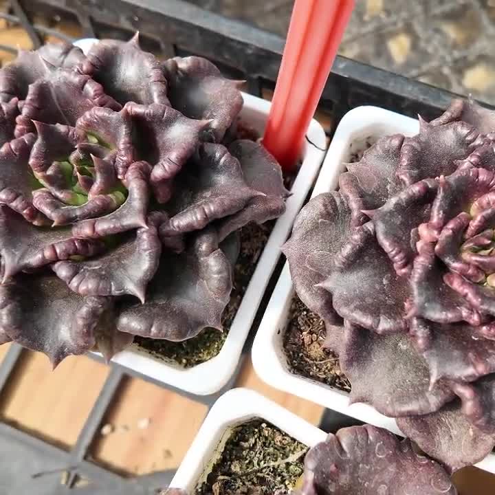 エケベリア ブラック マディバ、多肉植物、多肉植物ギフト - Etsy 日本