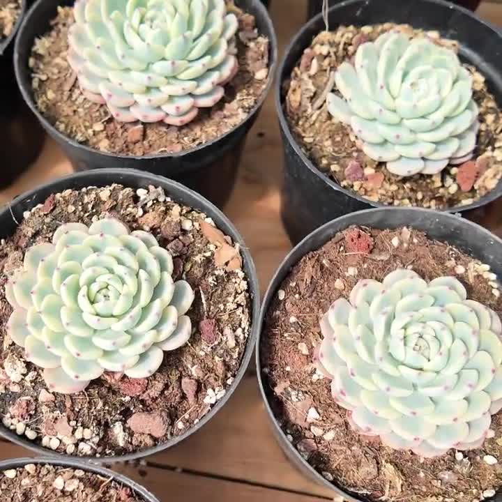 Echeveria Minima Variegated,Succulent Plant,Succulent Gifts