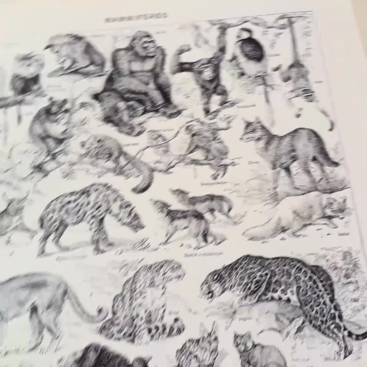 1948 Vintage Animal Art French Wall Wildlife Art. Antique Mammals
