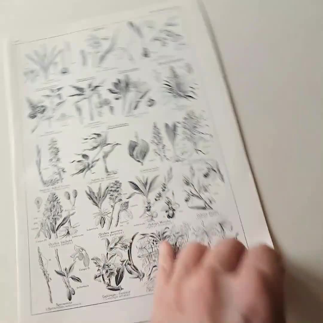 BOTANICAL ART 【import品】 1938 Scientific Botanical Plants Poster. Antique Orchids Botanical