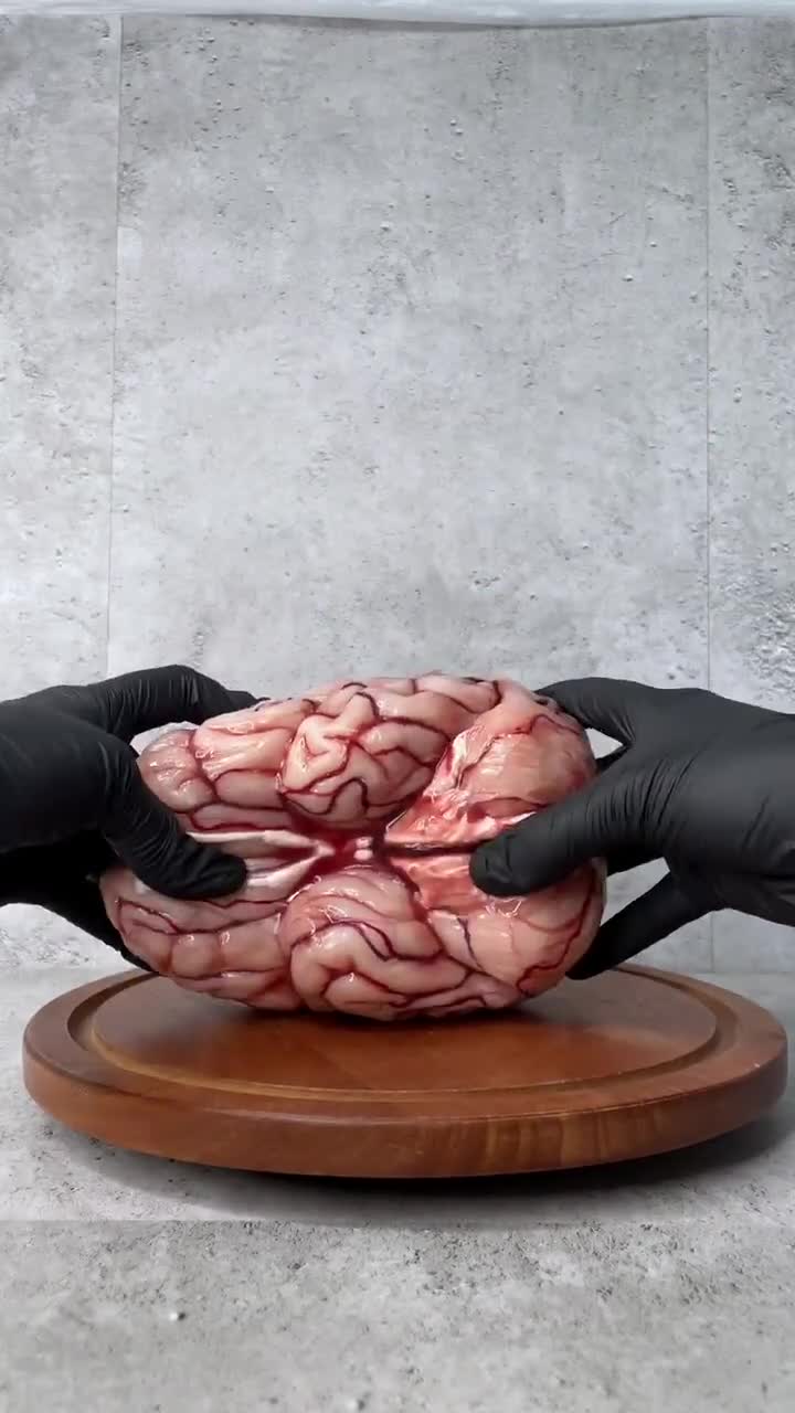 Realistic Human Brain Model Life Size, Anatomical Silicone Brain