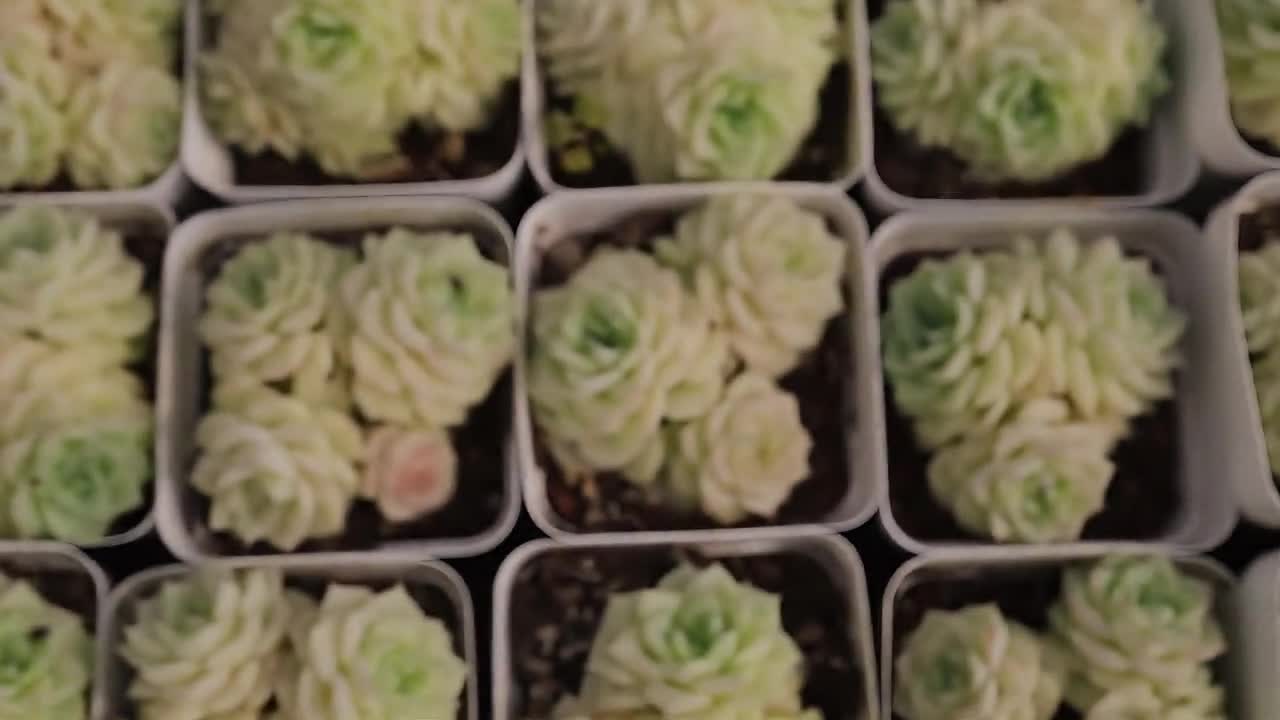 エケベリア ホワイト スワン - 生きた多肉植物 - Etsy 日本