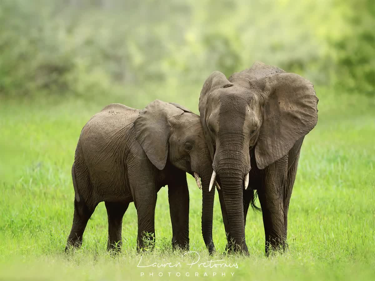 African Elephant Pair, Wildlife Photography, Animal Photo Print, Nature  Wall Art, Color and Black and White