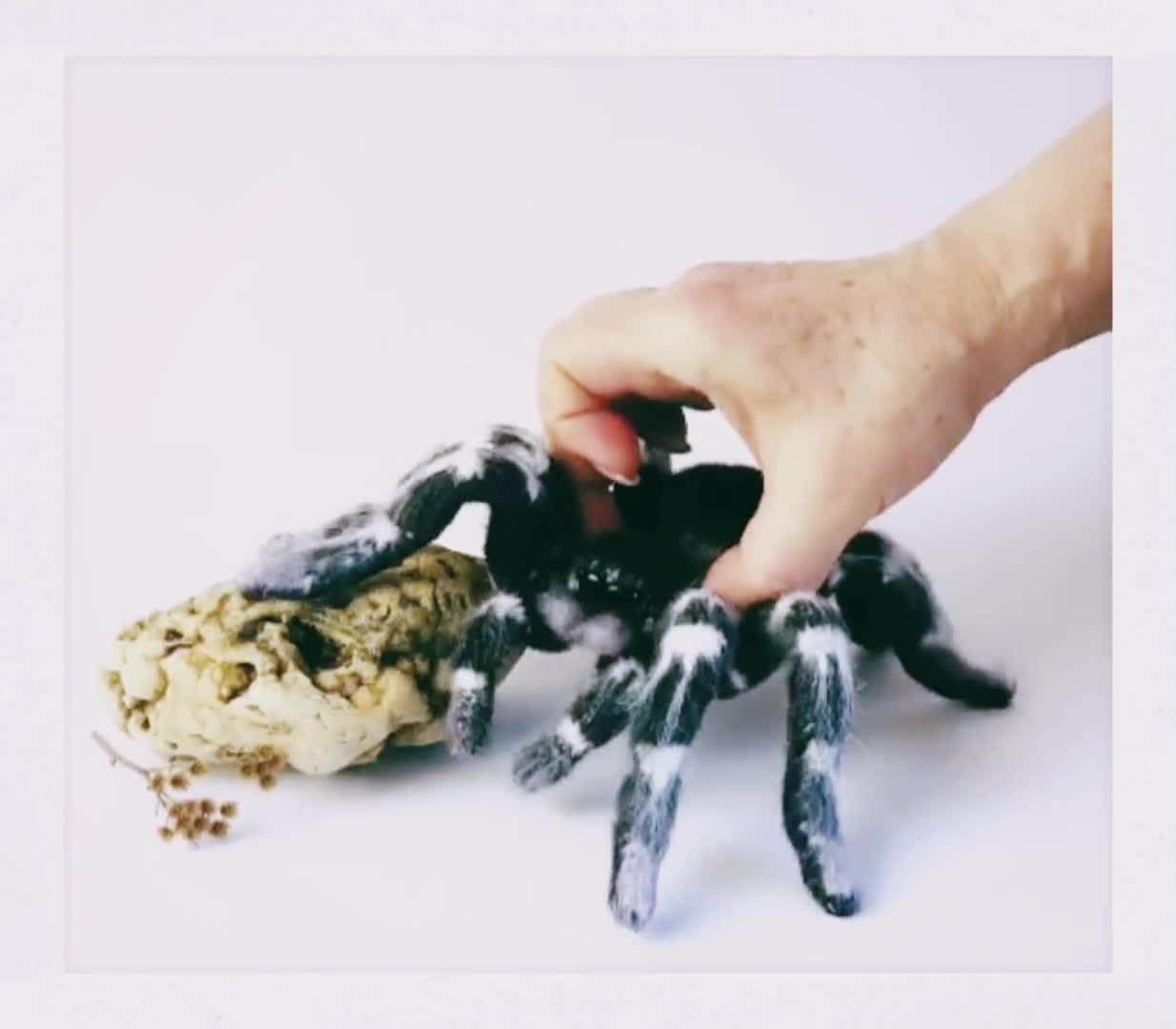 かぎ針編みのパターン - ブラジル産ホワイトニータランチュラ | リアル
