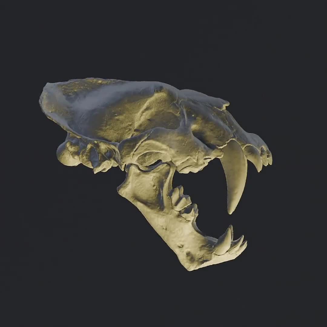 Xenosmilus Hodsonae Sabertooth Cat Skull 3D Model - Museum Quality