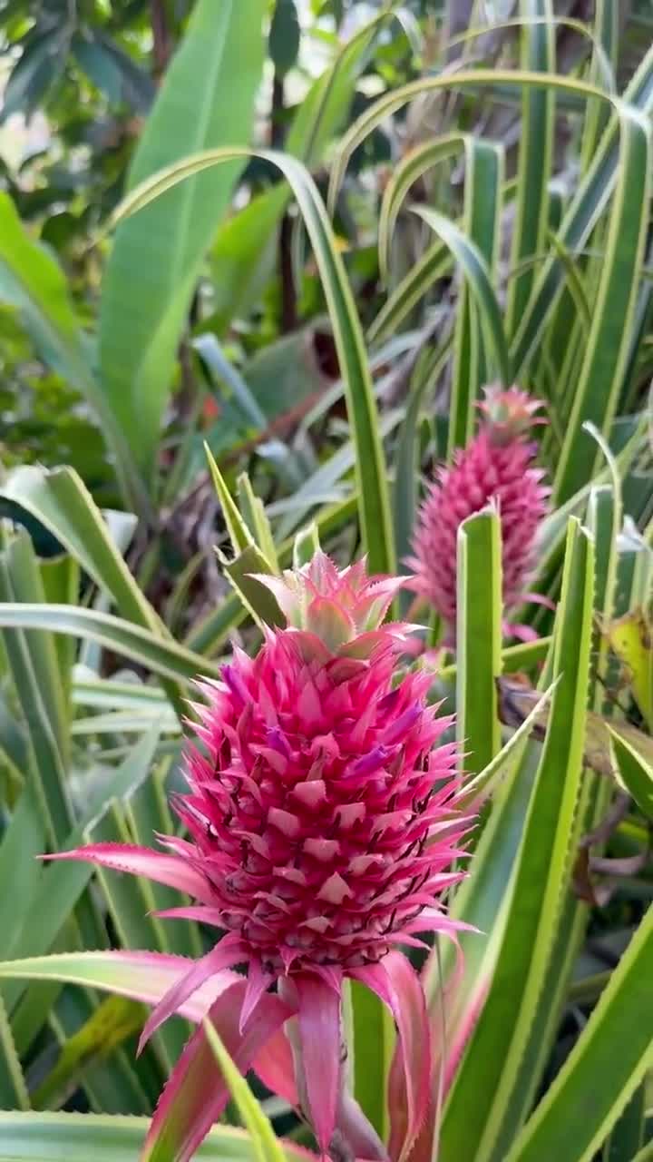 2 Pink Pineapple Variegated Shoots, Ananas Comosus Var, Rare  Exotic-Tropical Ornamental