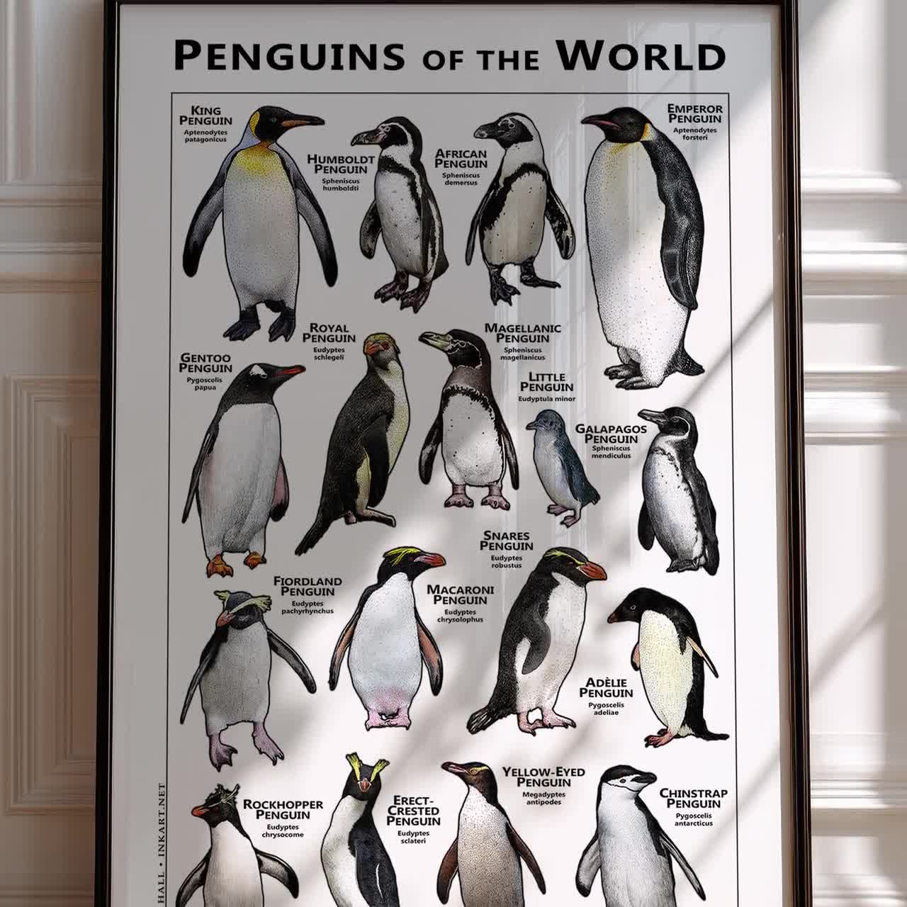 Penguins of the World Print - SIGNED BY ARTIST! - Etsy