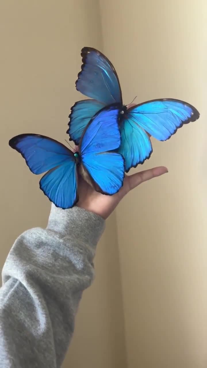 Morpho Didius, Blue Morpho, Real Butterflies, Peru, Giant Blue