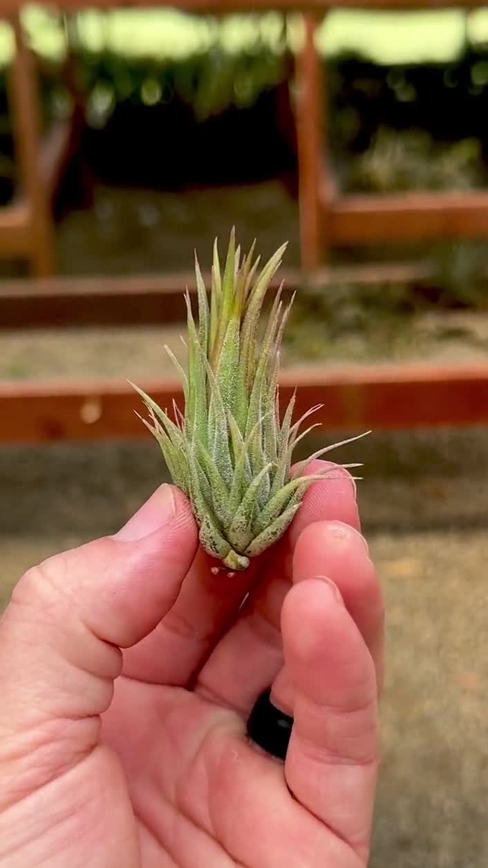 Ionantha Hazelnut Air Plant, Small Tillandsia - Etsy