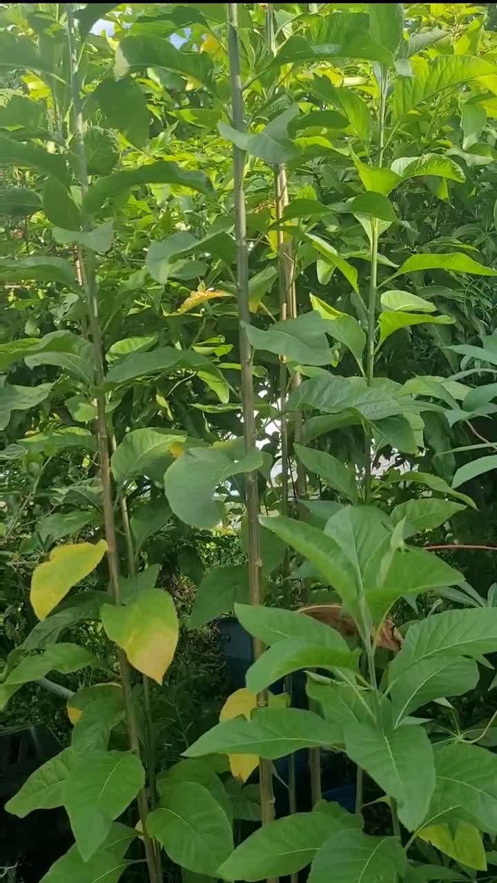 葉 Bitter Leaf: One Potted Plant Two Sizes, Vernonia Amygdalina