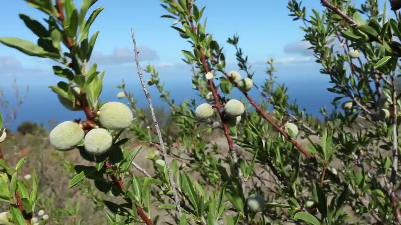 Organic Fresh Almond Fruit, Raw Green Almond, Unripe Fresh Almond Fruit,Picked from the Branch and Shipped upon Order,The Best Gardener Gift video poster