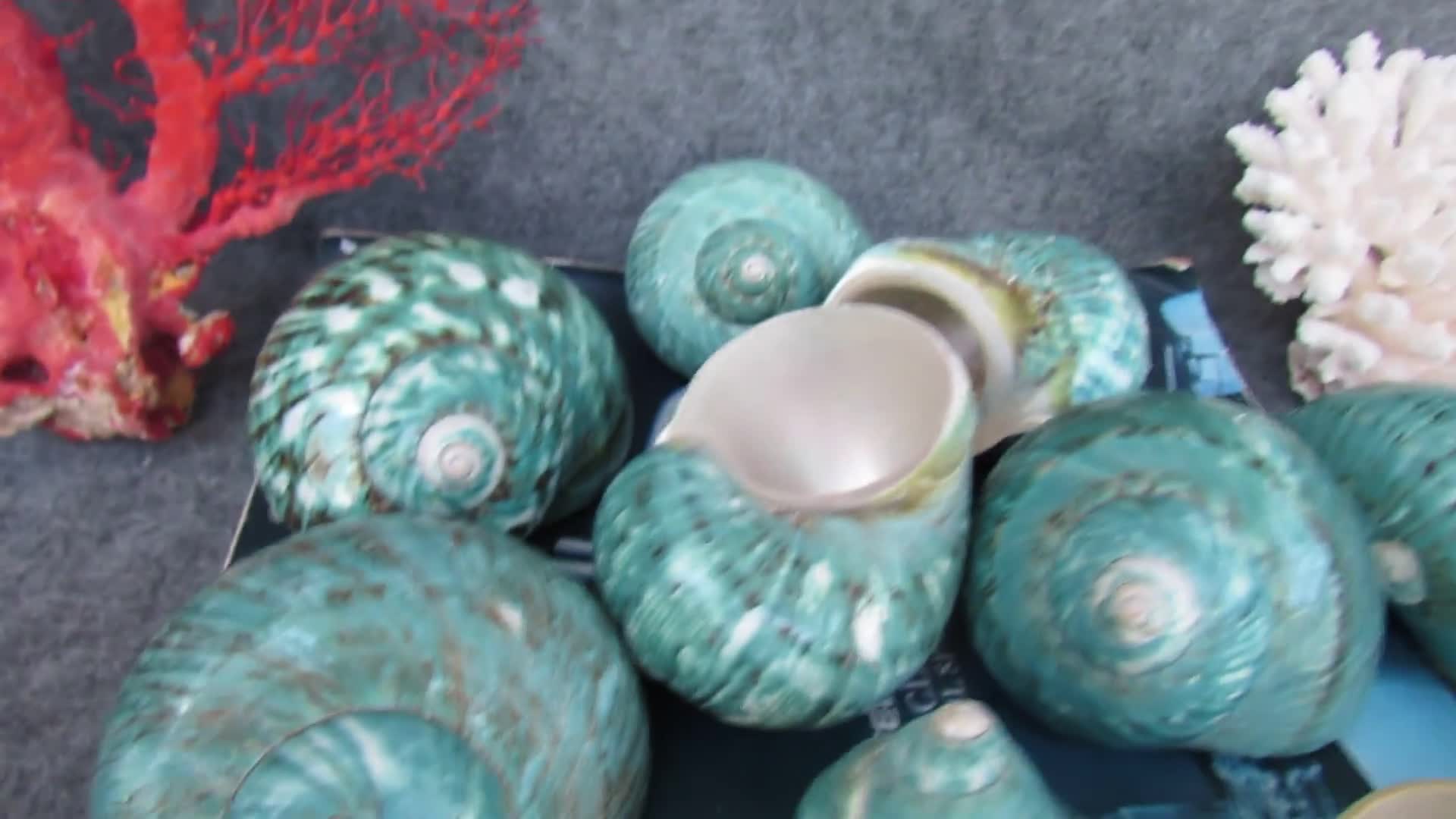 Large Jade Green Turbo Seashells Turbo Brunneus, Natural Green
