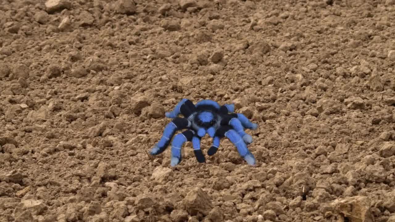 かぎ針編みのパターン。あみぐるみクモ。青いタランチュラ。DIY かぎ針